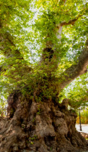Baum, Klimawandel, Pflanzen, Naturschutz, Nachhaltigkeit Baum, Klimawandel, Pflanzen, Naturschutz, Nachhaltigkeit